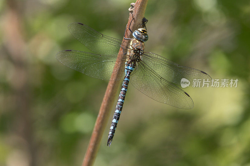 迁徙小贩蜻蜓(Aeshna mixta)